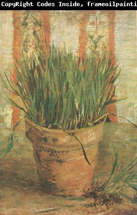 Vincent Van Gogh Flowerpot with Chives (nn04)
